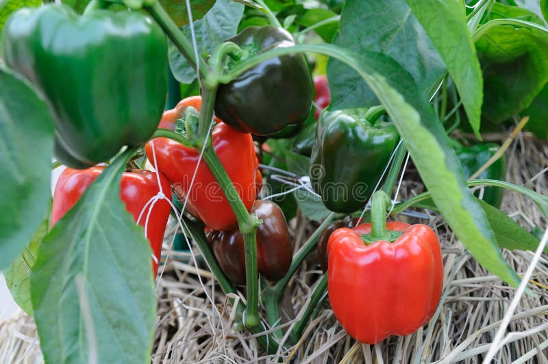 Growing red pepper stock photo. Image of pepper, nature 19431478