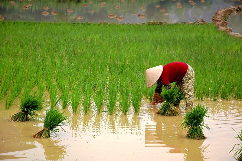 Growing rice on the valley