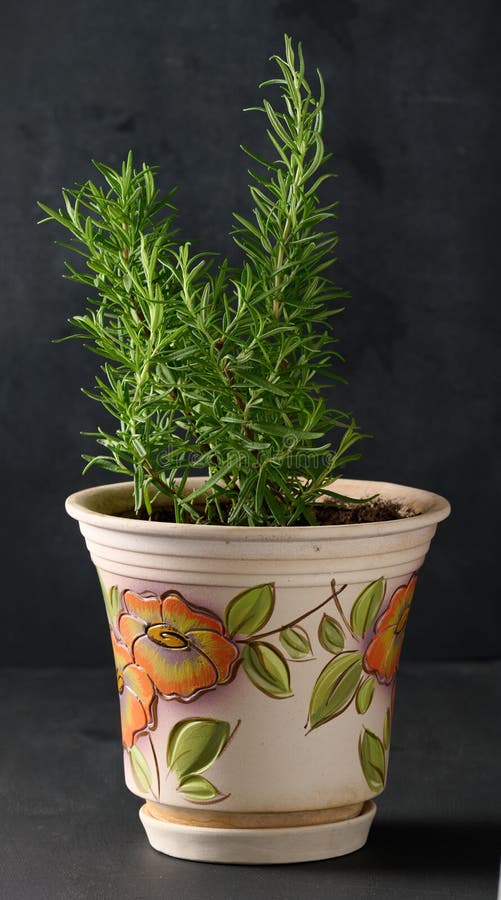 Growing Rosemary Bush in Ceramic Pot, Spice on White Table Stock Image