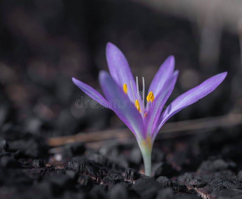 Growing Saffron Flower Closeup Stock Image Image of gardening, natural 196762691