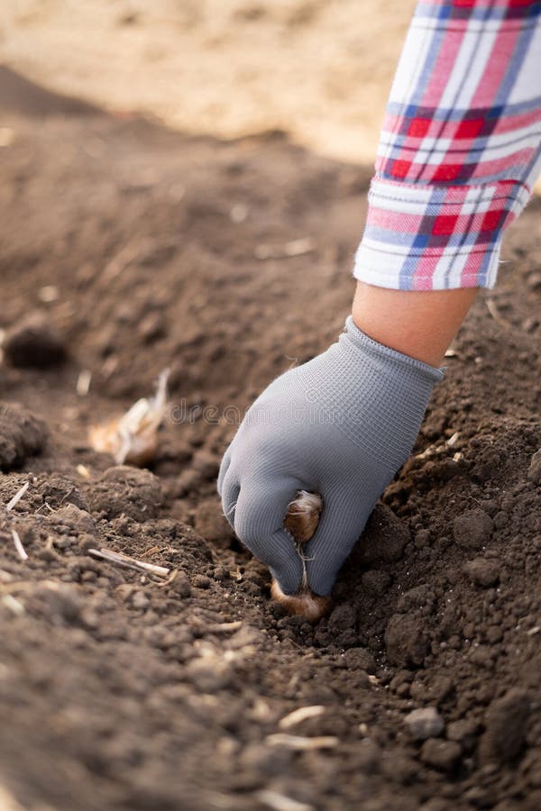 Growing Saffron. Planting Crocus Bulbs in the Ground Stock Photo