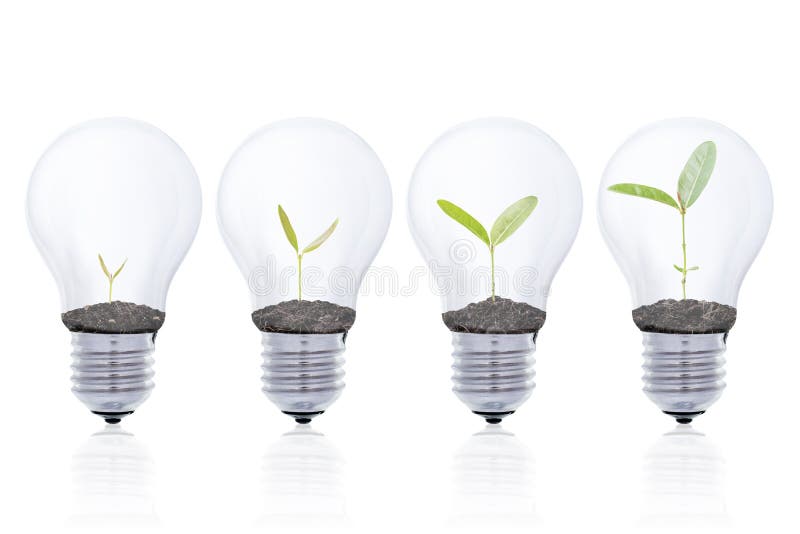 Growing Seedlings Continuously in a Light Bulb Stock Image Image of