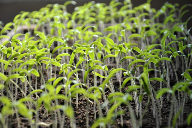 Growing Seedlings Sweet Peppers Stock Photo Image of green