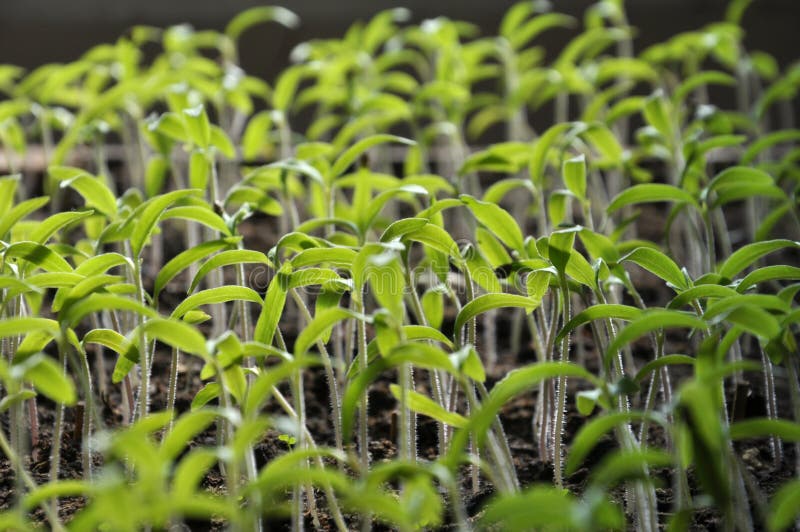 Growing Seedlings Sweet Peppers Stock Image Image of germinate
