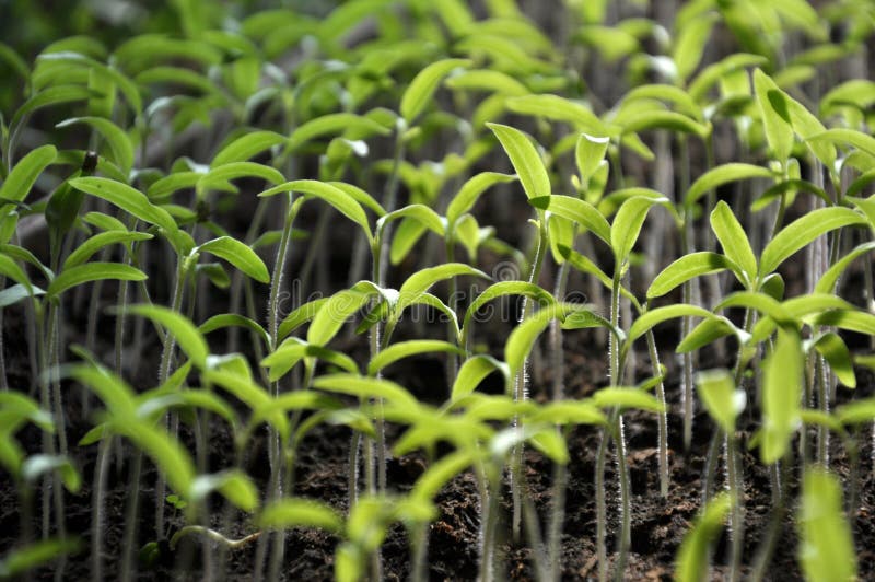 Growing Seedlings Sweet Peppers Stock Image Image of season, color