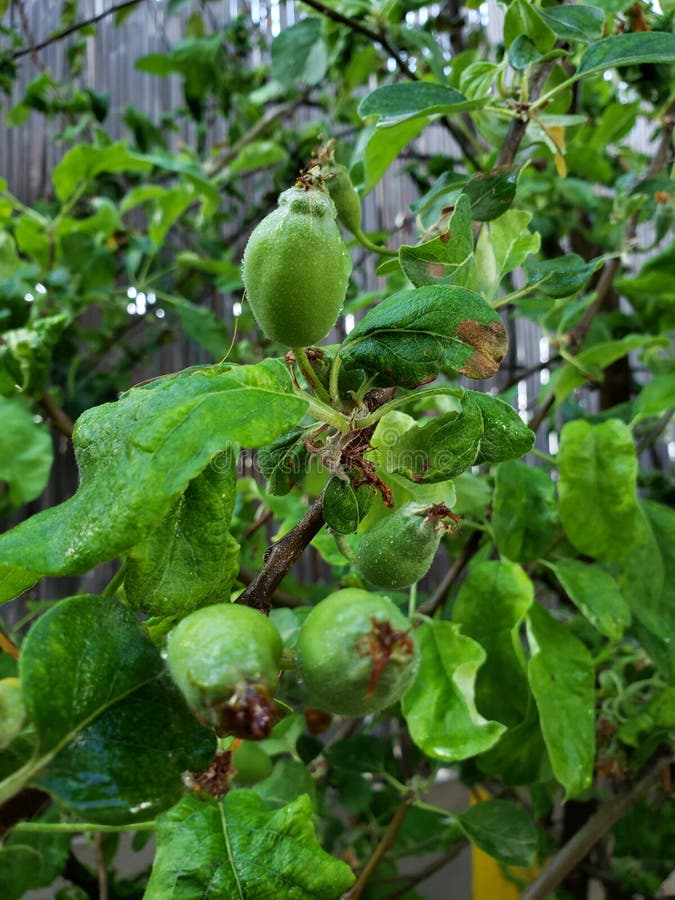 Growing Green Apples on a Tree Branch Stock Image Image of small, apples 187329407