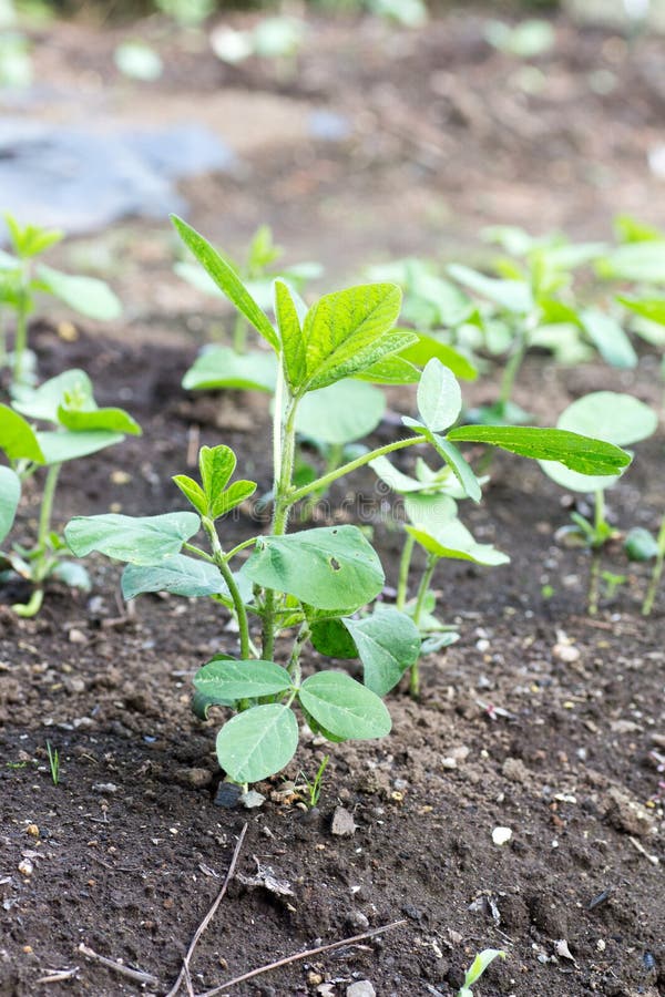 Growing soybeans stock image. Image of natural, green 95623301