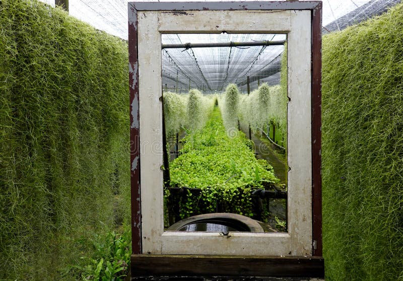 Growing Spanish Moss Tree Hanging in Pot at Green at Thailand Farm