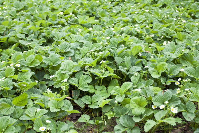 Growing of Spring Strawberry Stock Image Image of vegetation, earth