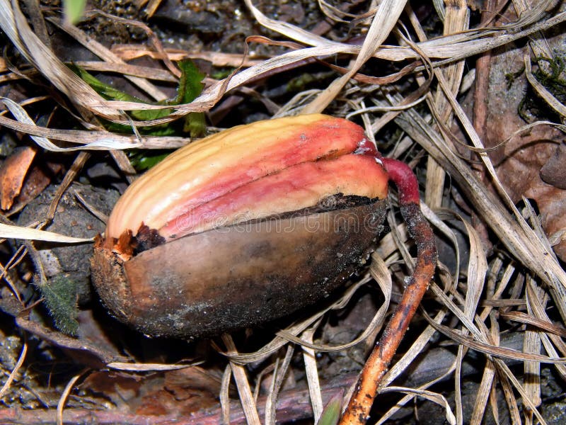 acorn tree sprout acorn tree sprout