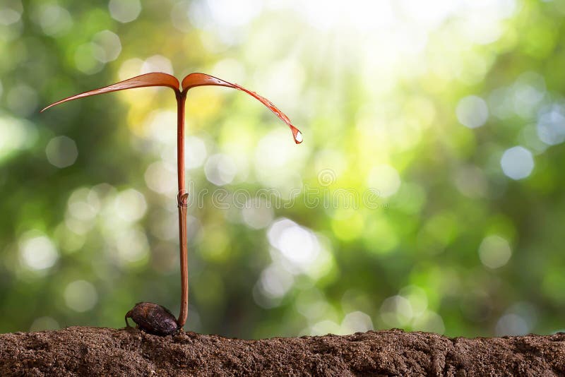 Growing sprout on blurred green bokeh background stock images Growing sprout on blurred green bokeh background stock images
