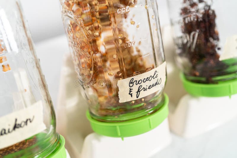 Growing sprouts in a jar stock photo. Image of leaf 268241192
