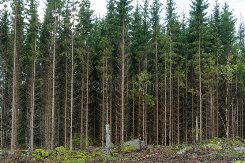 Growing spruce tree forest royalty free stock images