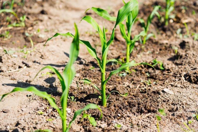 Growing Stage of Sweet Corn Plant Stock Image Image of farm, agricultural 273877841