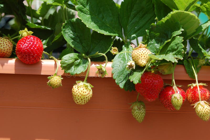 Growing strawberries on balcony