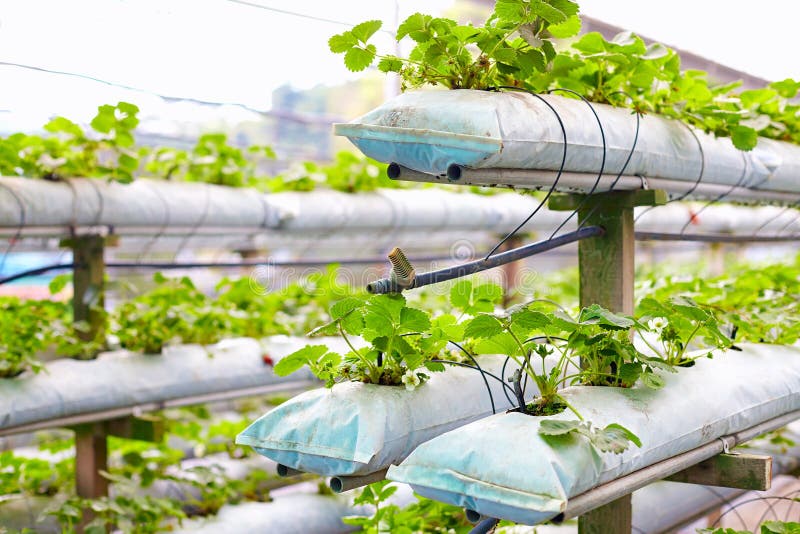 Growing Strawberries in Greenhouse Stock Image Image of hydroponic
