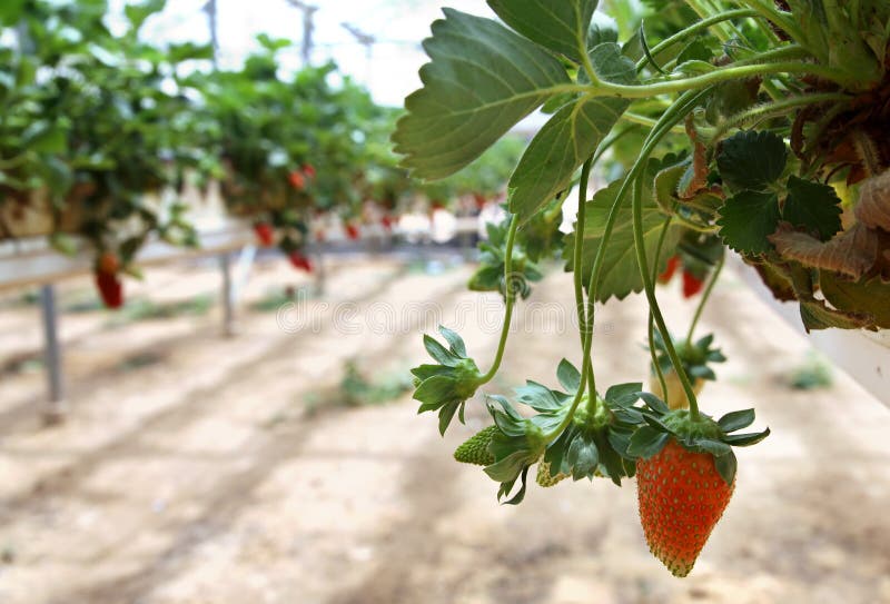 Growing Strawberries in Greenhouses Stock Image Image of cultivation