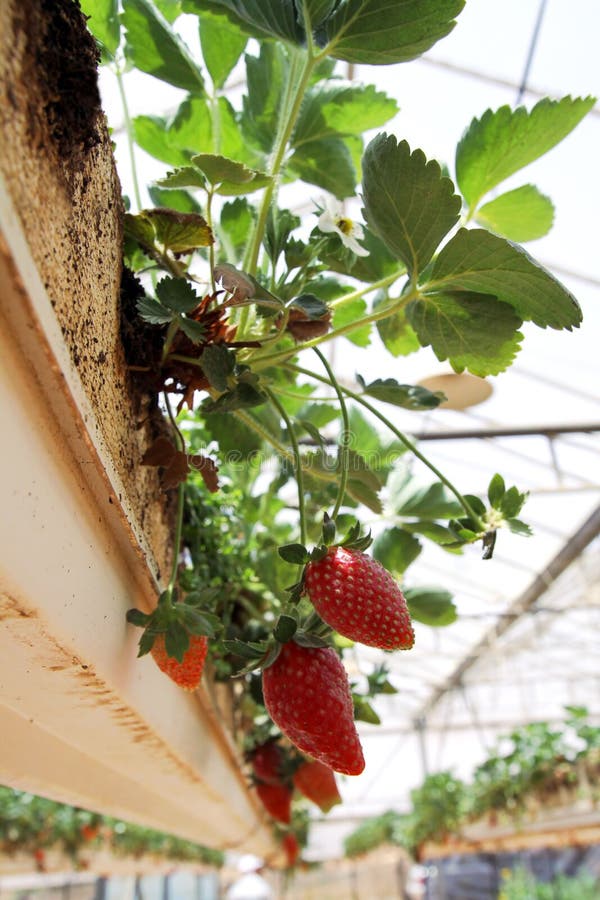 Growing Strawberries in Greenhouses Stock Image Image of cultivation, greenhouse 52440689