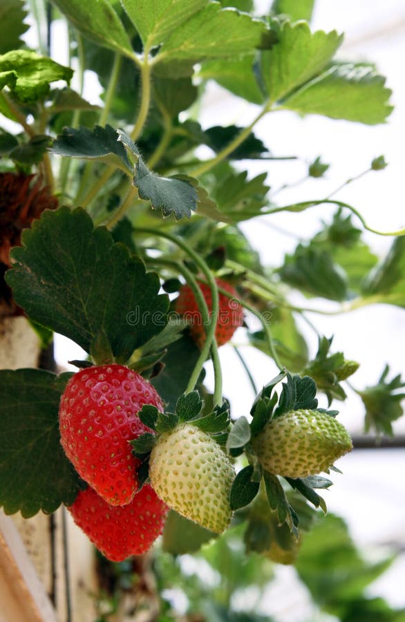 Growing Strawberries in Greenhouses Stock Photo Image of farm