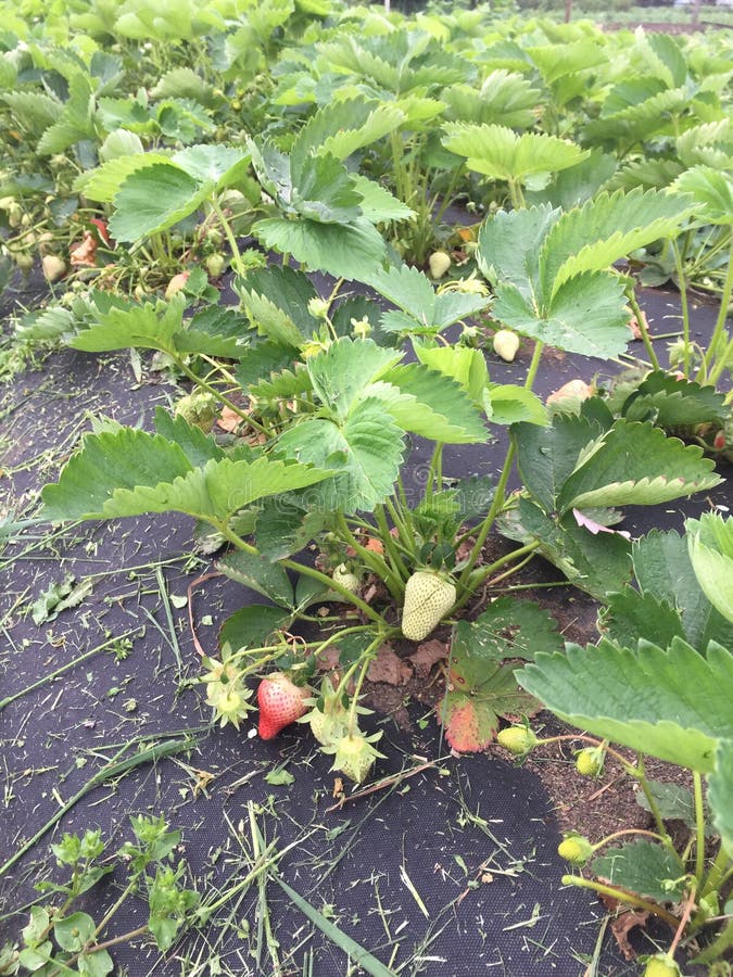 Growing Strawberries on the Ground in the Fresh Air. Stock Image