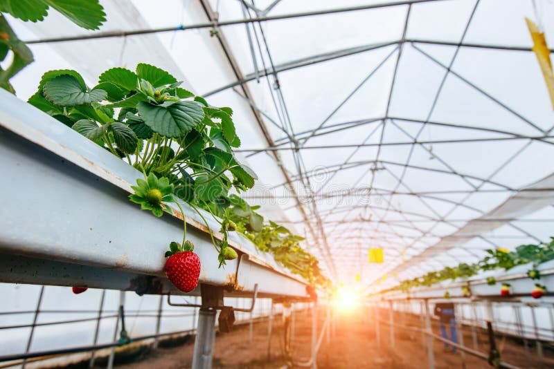 Growing of Strawberries in a Modern Greenhouse Stock Image Image of