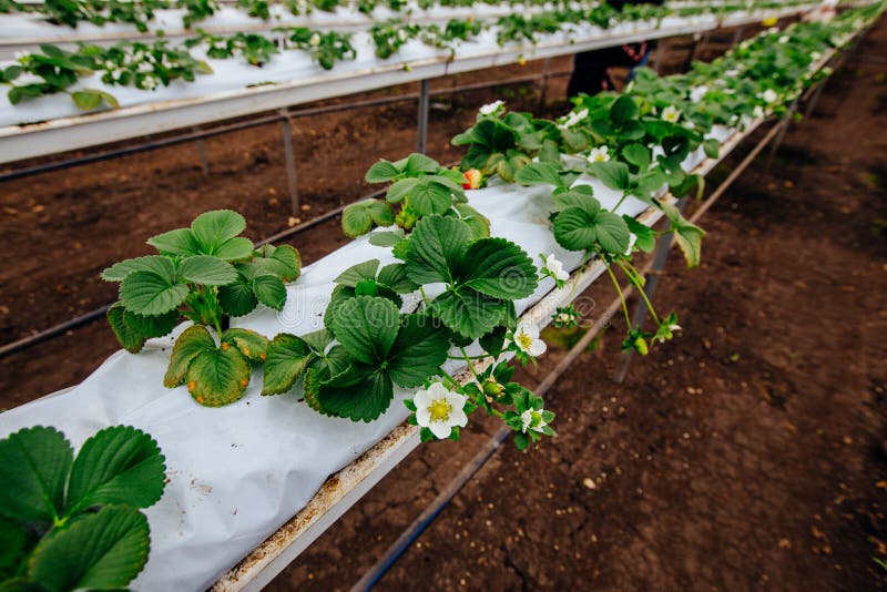 Growing of Strawberries in a Modern Greenhouse Stock Image Image of