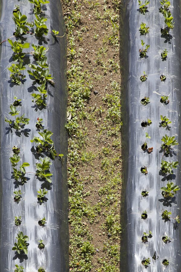 Growing of Strawberries Under Low Polyethylene Tunnels Stock Image