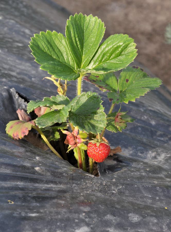 Growing Strawberries Using Black Film Stock Image Image of