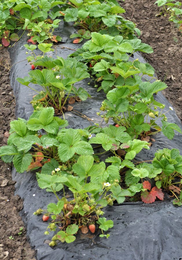 Growing Strawberries Using Black Film Stock Image Image of orchards
