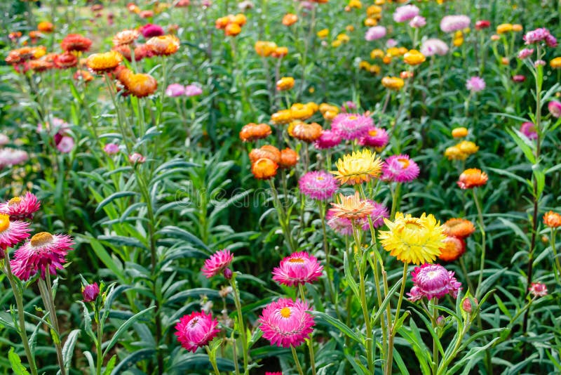 Growing strawflowers stock photo. Image of mixed, flower 87339958