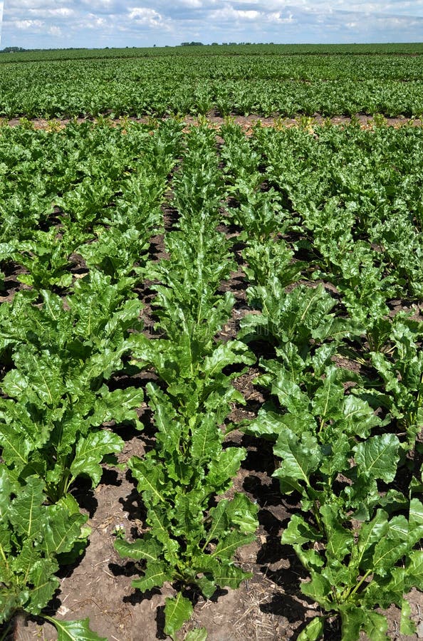 In the Growing Sugar Beets_6 Stock Image Image of fertilizer, horizon