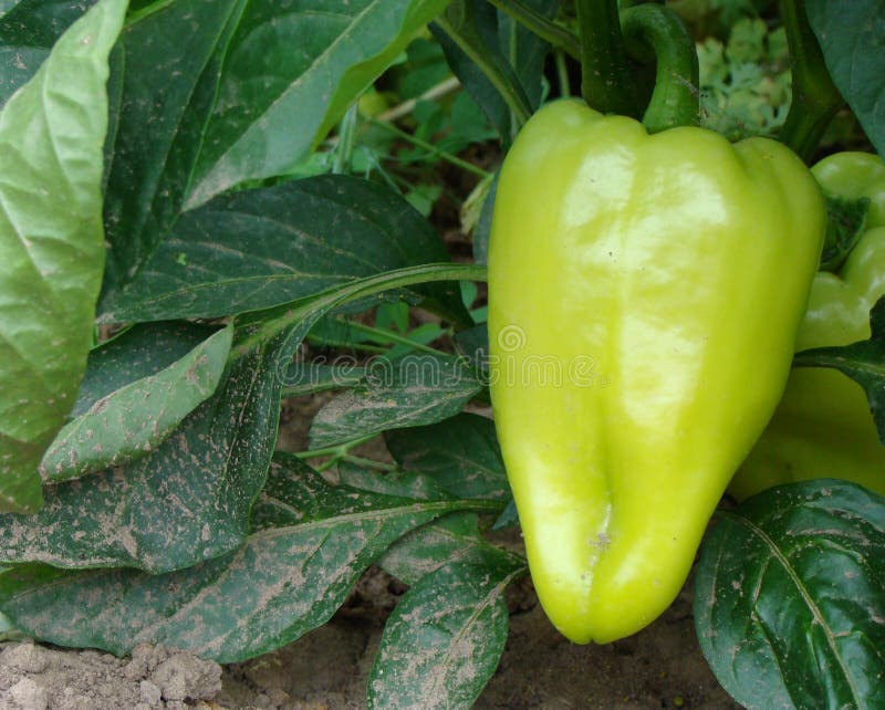 Growing sweet pepper on the field