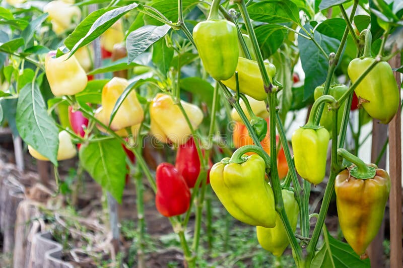 Growing sweet pepper in a greenhouse. Red, green and yellow peppers on the branches close-up. Organic farming