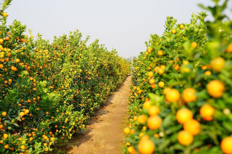 Growing Tangerines stock photo. Image of backgrounds 83642042