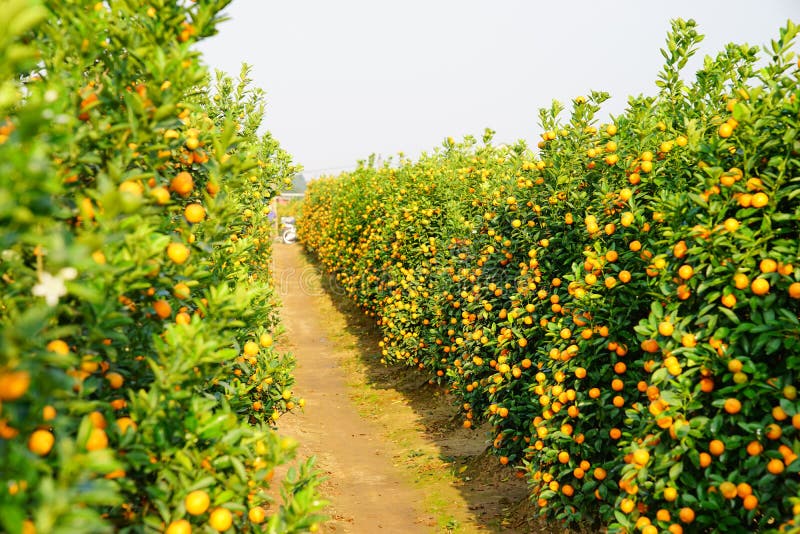 Growing Tangerines stock photo. Image of colored, loneliness 83703144