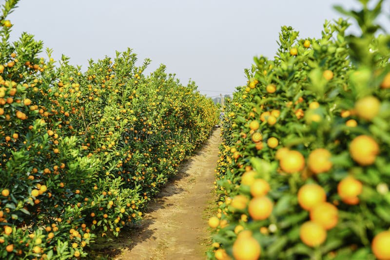 Florida Tangerines stock photo. Image of orange, crop, tropical 435274