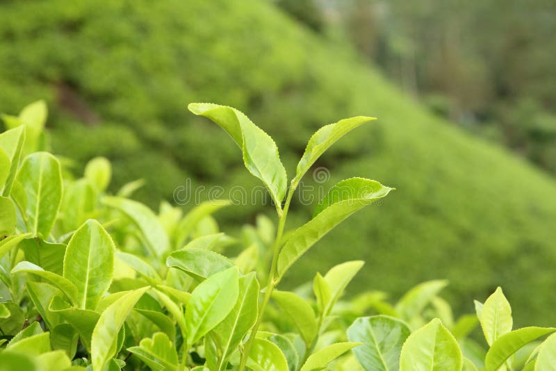 Growing tea leaf closeup stock image. Image of field 39056107