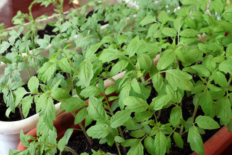Growing Tomato Seedlings at Home in Plastic Containers Stock Photo