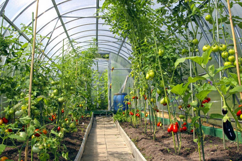 Growing tomatoes in the greenhouse made of polycarbonate stock photos Growing tomatoes in the greenhouse made of polycarbonate stock photos