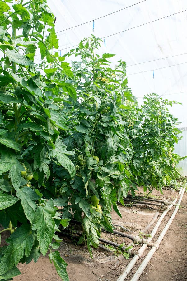 Growing Tomatoes in the Greenhouse. the Technology of Drip Irrigation