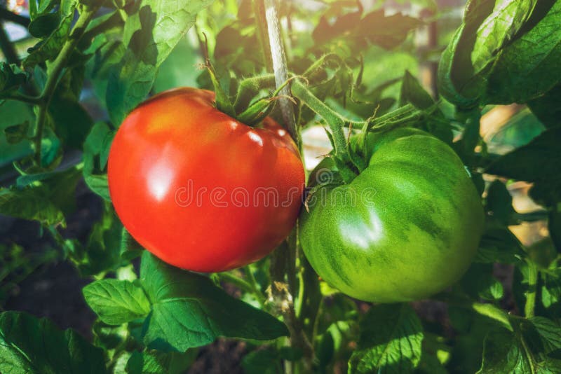 growing tomatoes - red and green tomato hanging on plant