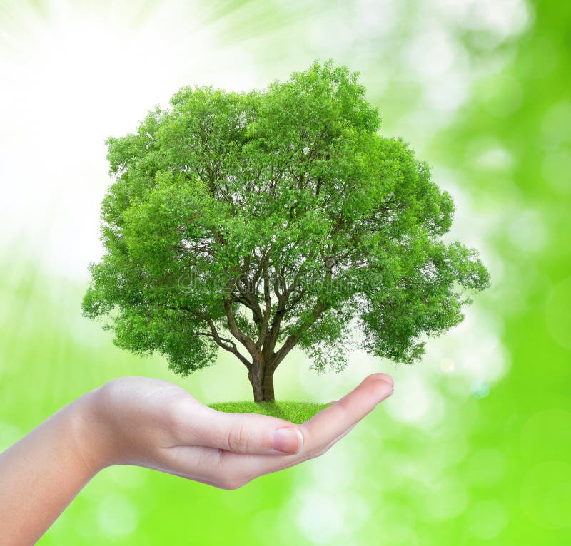 Growing tree in hand royalty free stock images
