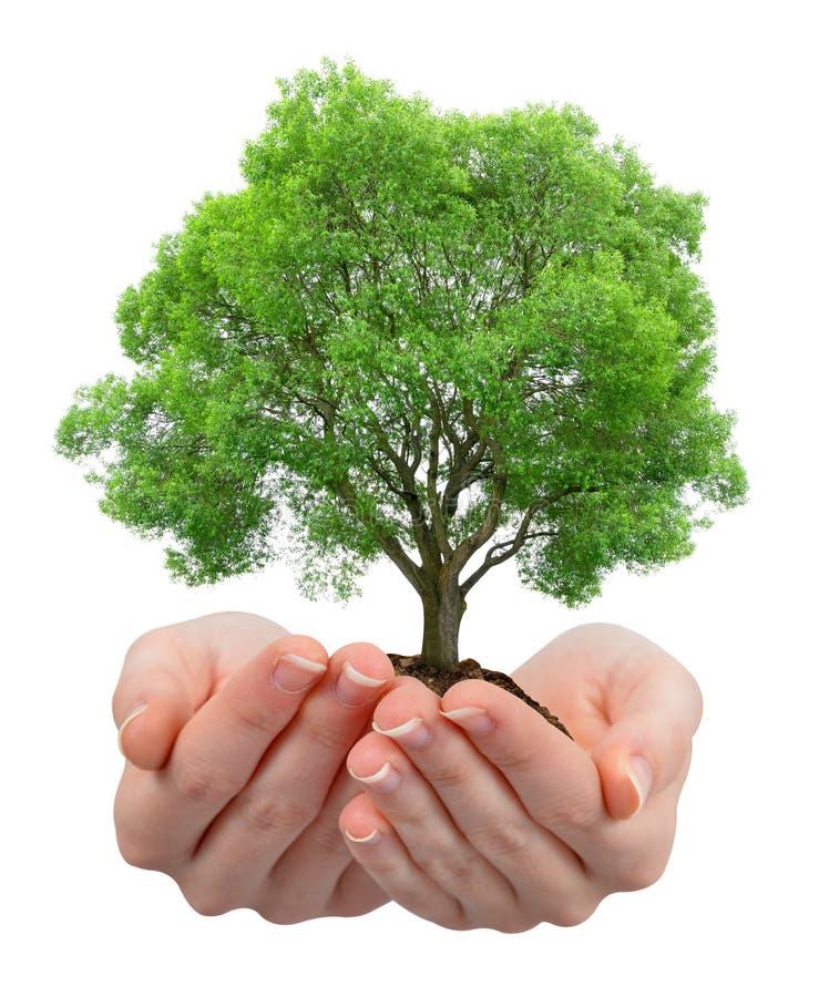 Growing tree in hands stock photo