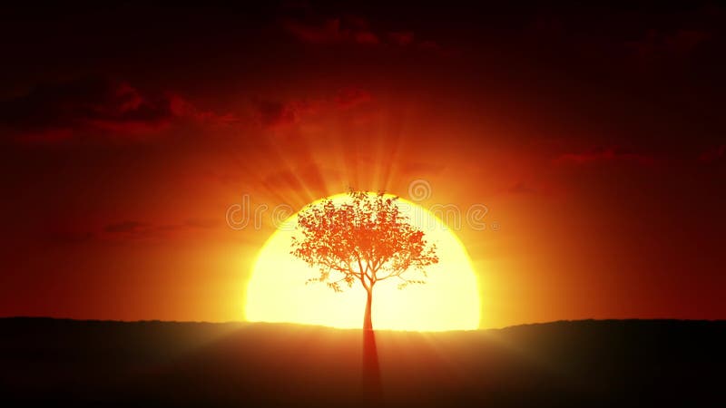 Growing tree at sunrise. 4k