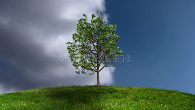 Growing Tree with Timelapse Clouds