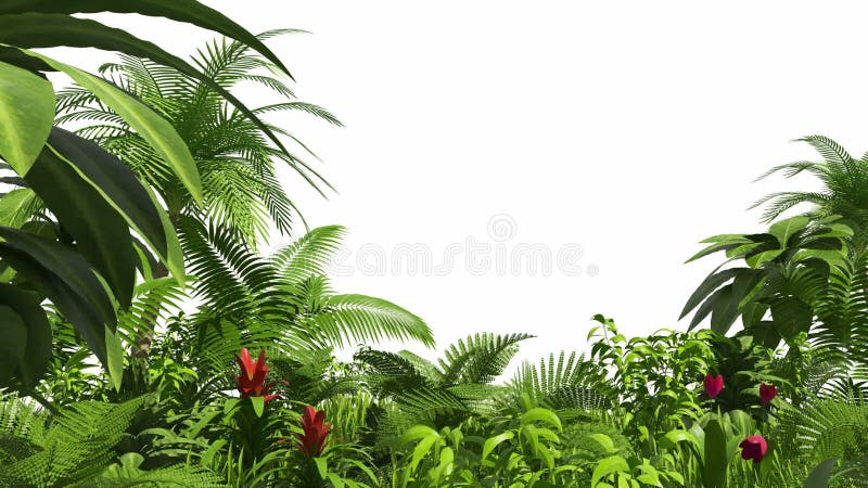 Growing tropical forest, alpha channel