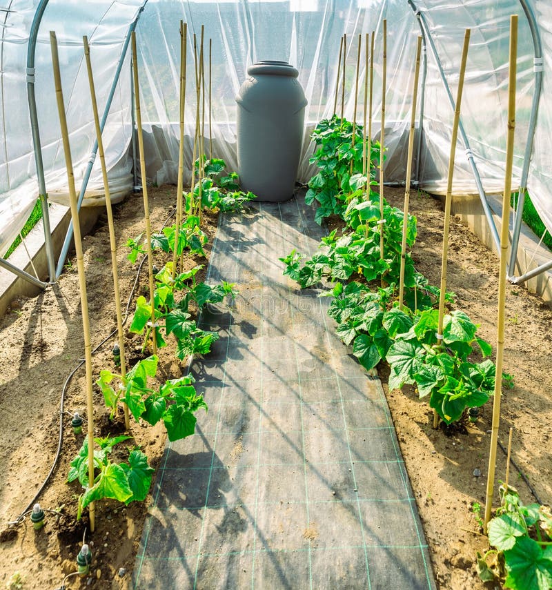 Growing vegetable in small portable greenhouse with water irrigation system stock images