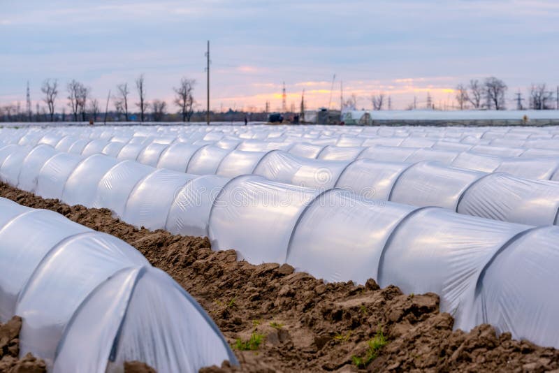 Growing Vegetables in Small Greenhouse Under Plastic Film on the Field