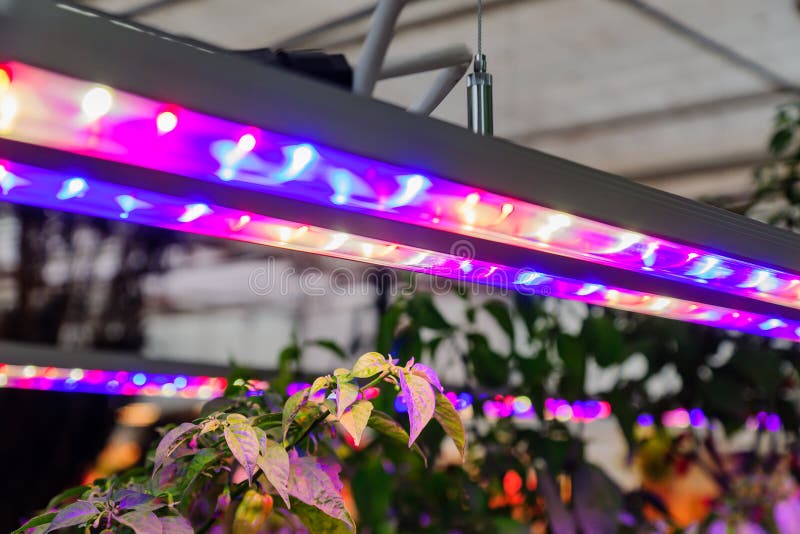Growing Vegetables Under LED Grow Light Stock Photo - Image of lamps