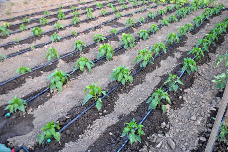 Growing Vegetables Using Drip Irrigation Stock Image Image of food